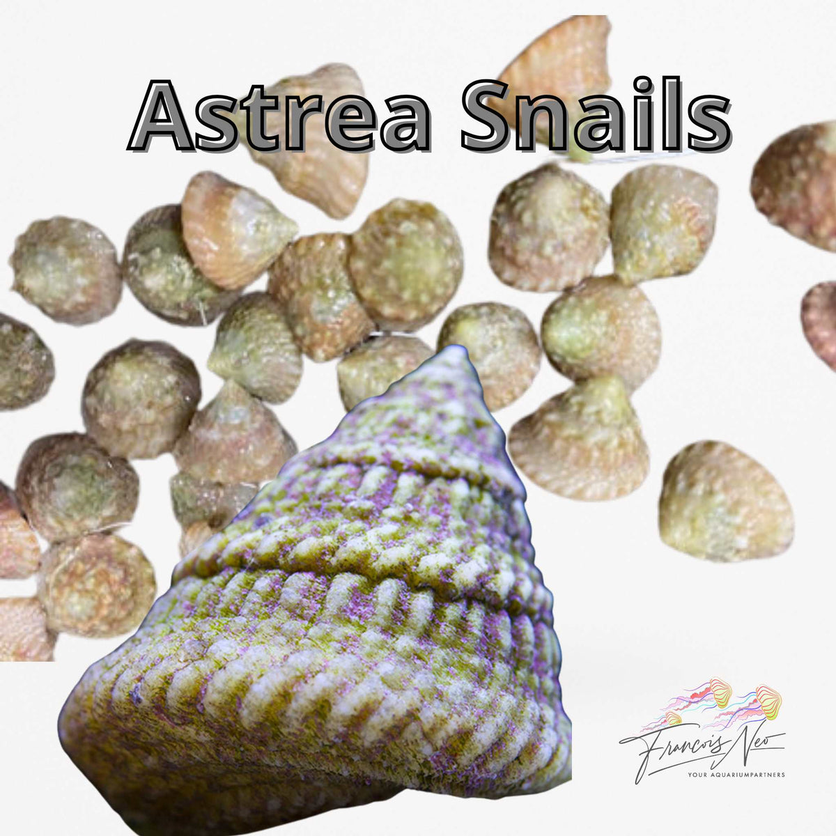 astrea snails francois neo cleanup crew