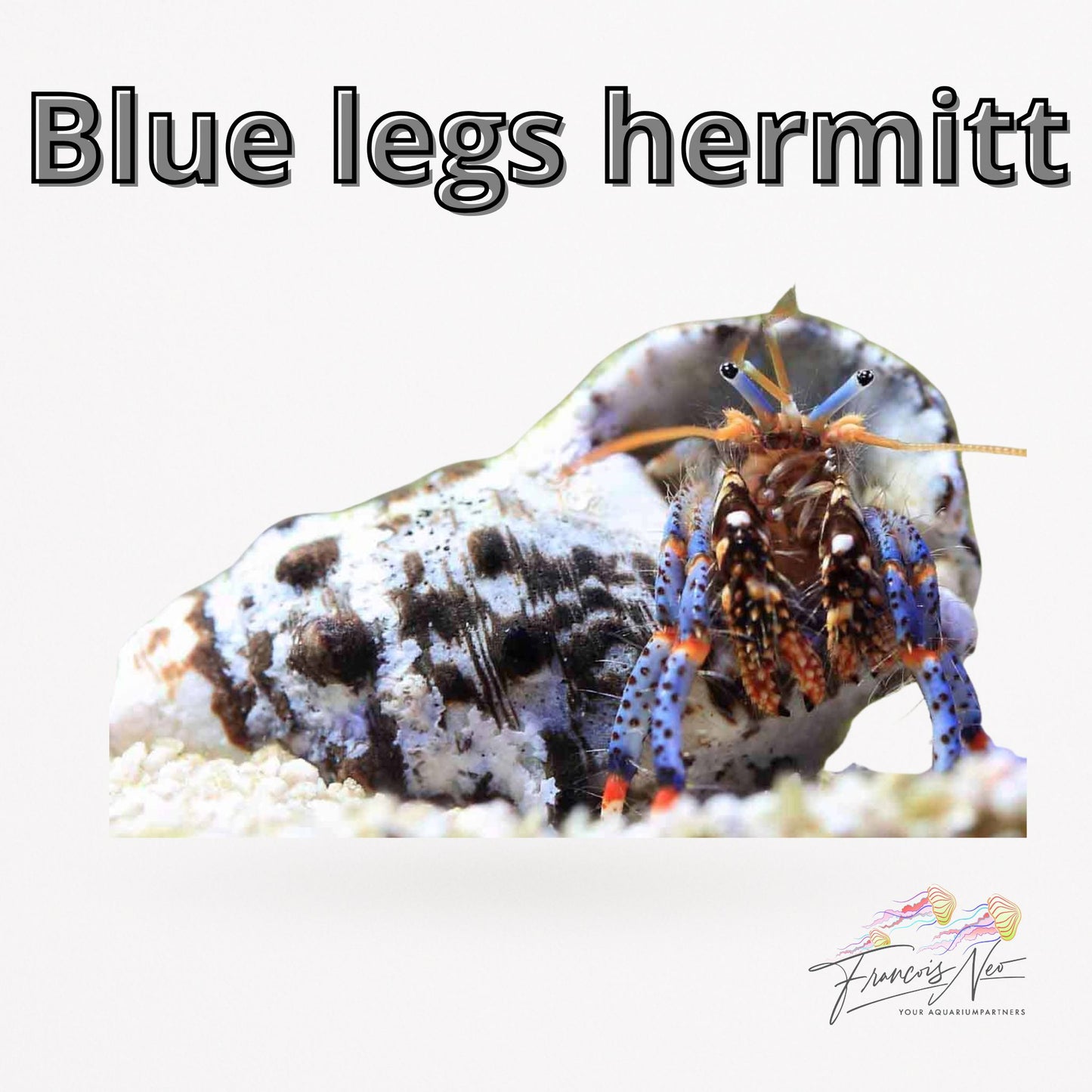 Blue Leg Hermit crab pack | Francois Neo