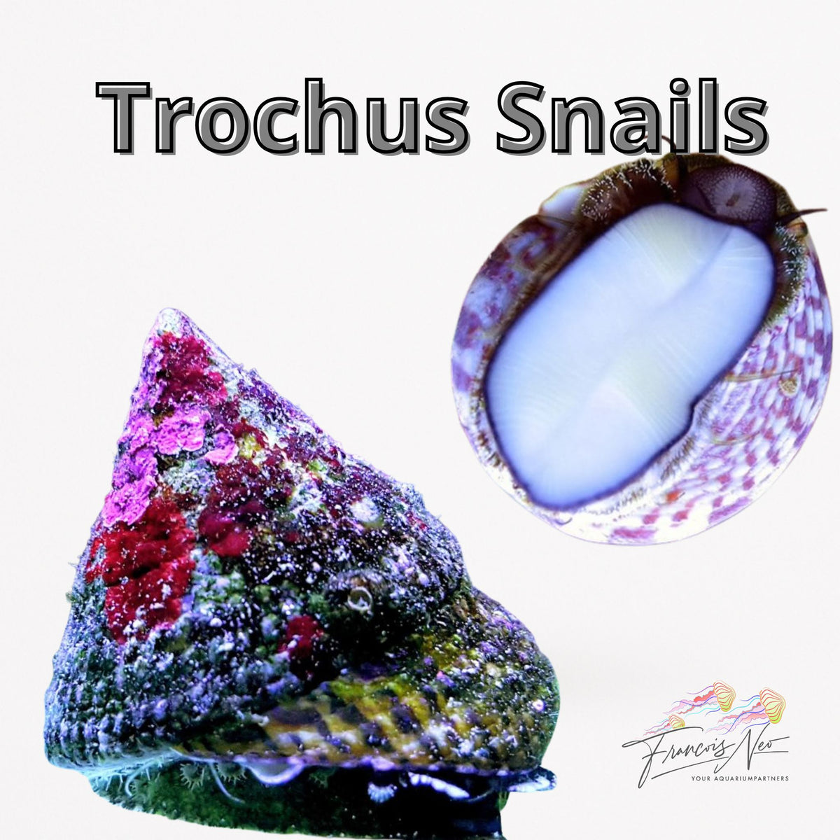 Trochus Snail (Trochus sp.) | Francois Neo