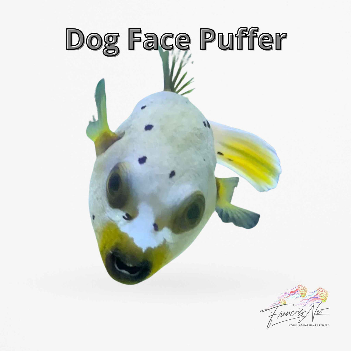 Dog Face Puffer – Arothron nigropunctatus