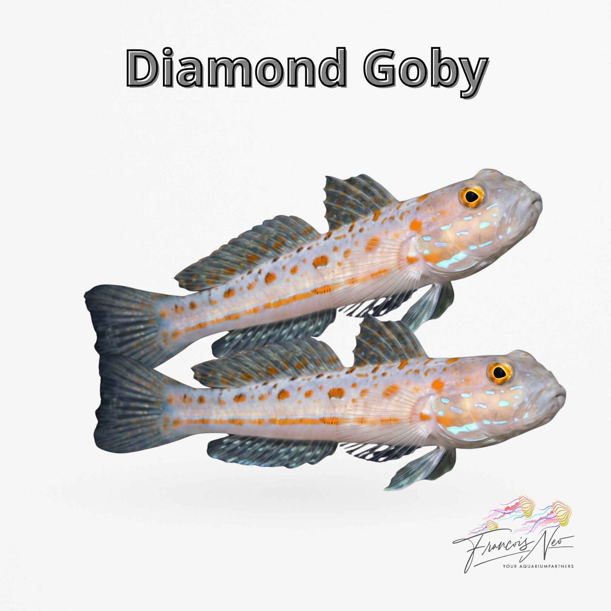 Diamond Goby – Valenciennea puellaris