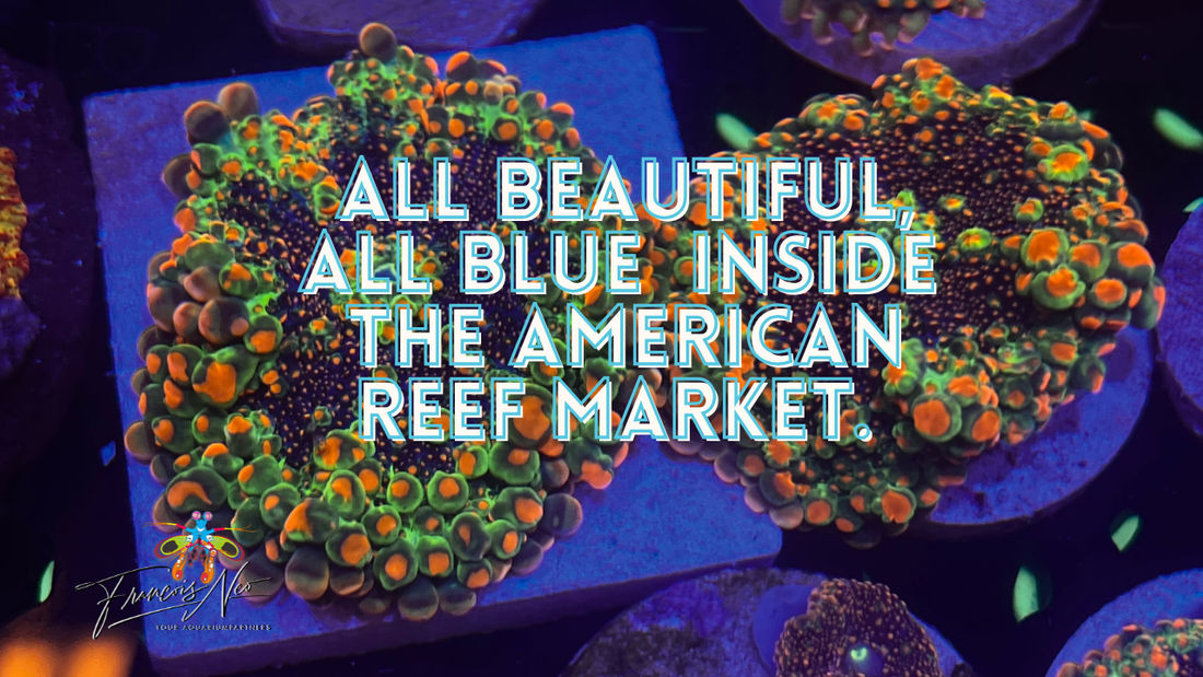 The American Reef Market: What I Love… and What I Don’t
