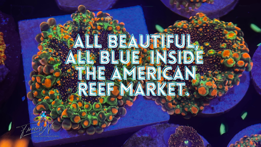 The American Reef Market: What I Love… and What I Don’t