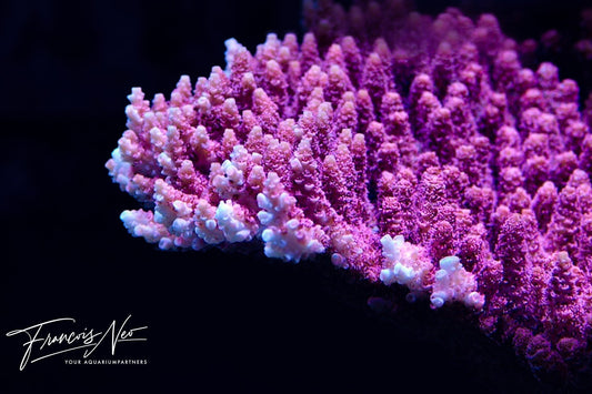 coral food acropora 