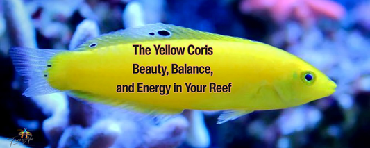 The Yellow Coris Wrasse — Beauty, Balance, and Energy in Your Reef