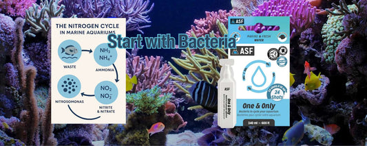 Starting a Marine Aquarium with Bacteria