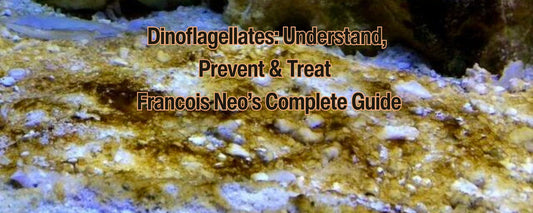 Dinoflagellates: Understand, Prevent & Treat – François Neo’s Complete Guide