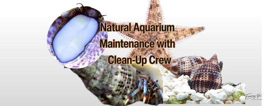 Natural Aquarium Maintenance with a Clean-Up Crew — The Francois Neo 20-Gallon Reef Kit