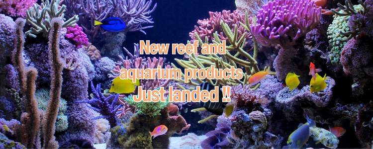 reef-new-products-francois-neo