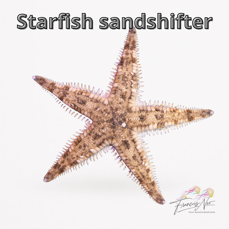 starfish Cleanup crew