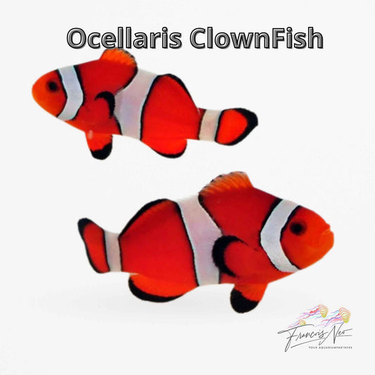 Ocellaris Clownfish – Amphiprion ocellaris