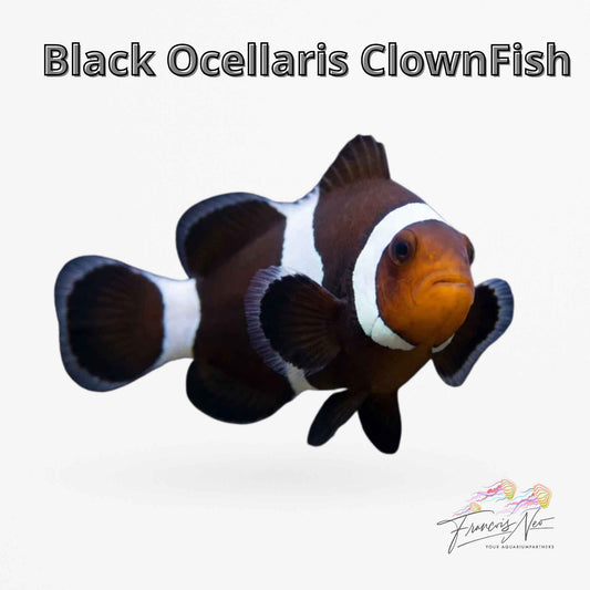 Black Ocellaris Clownfish – Amphiprion ocellaris