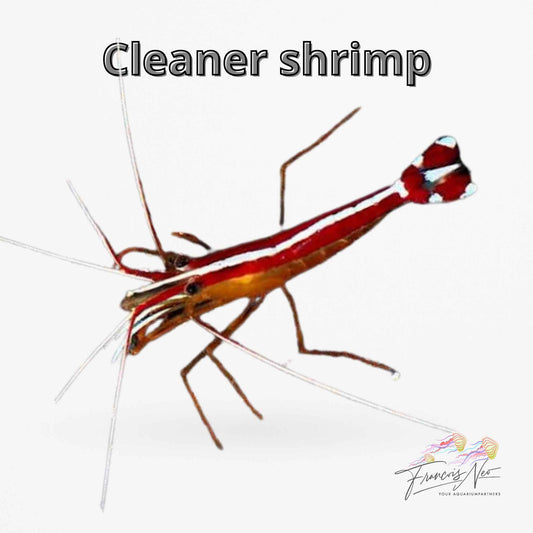 Cleaner Shrimp – Lysmata amboinensis