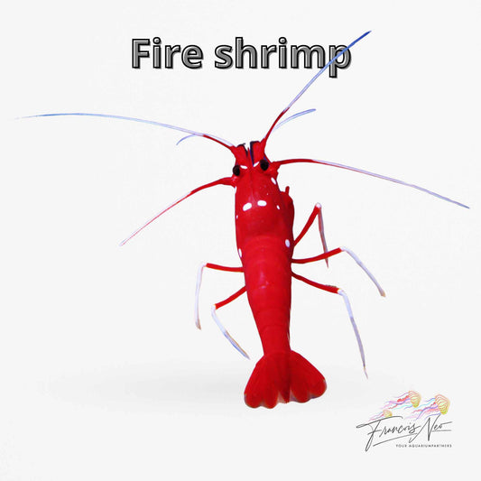 Fire Shrimp – Lysmata debelius