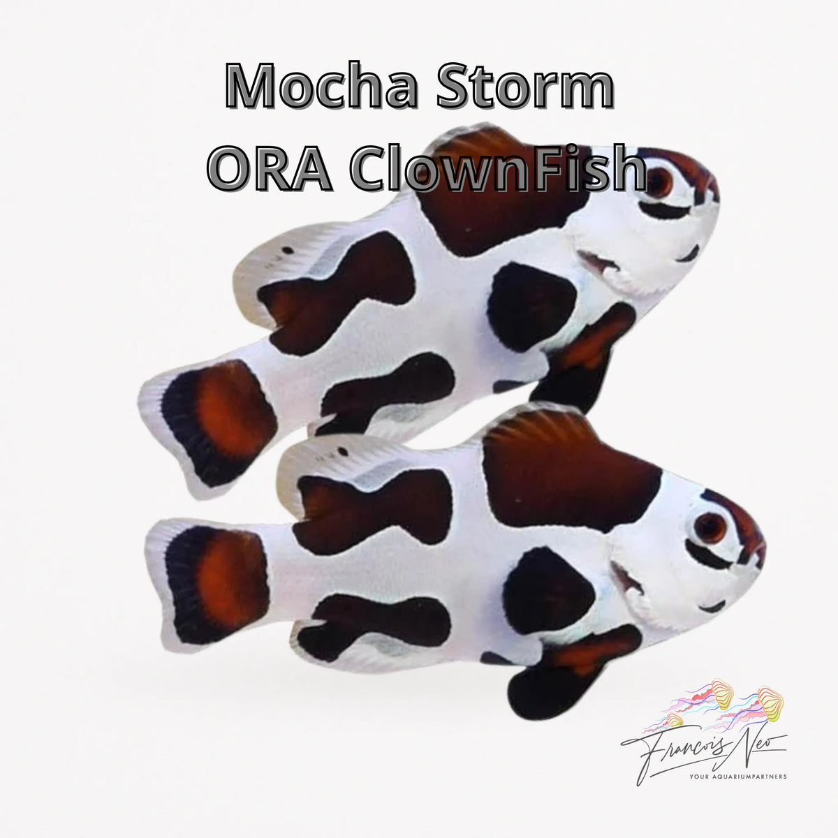 Captive-Bred Mocha Storm  Ocellaris