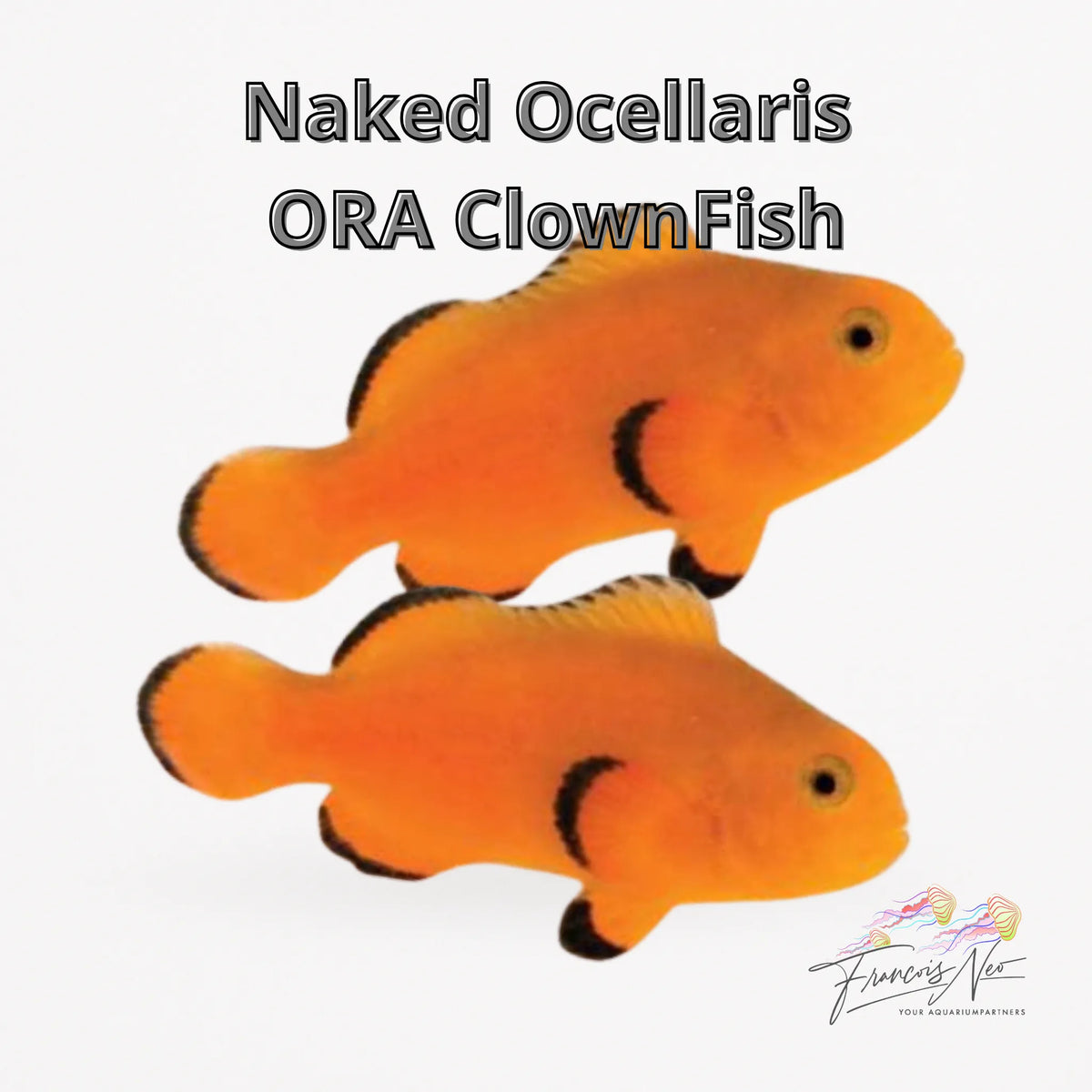 Captive-Bred Naked Ocellaris