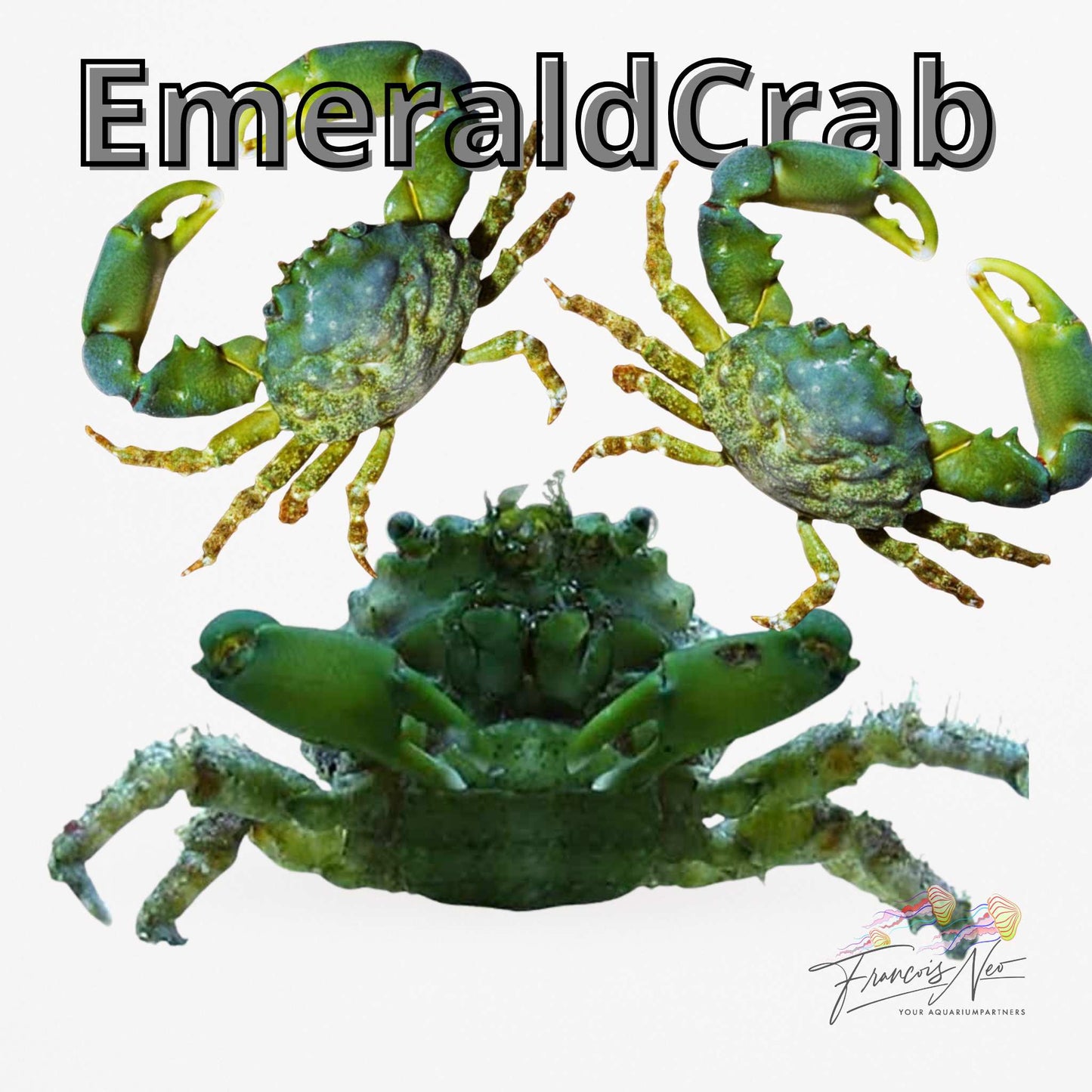 Emerald Crab (Mithraculus sculptus) | Francois Neo