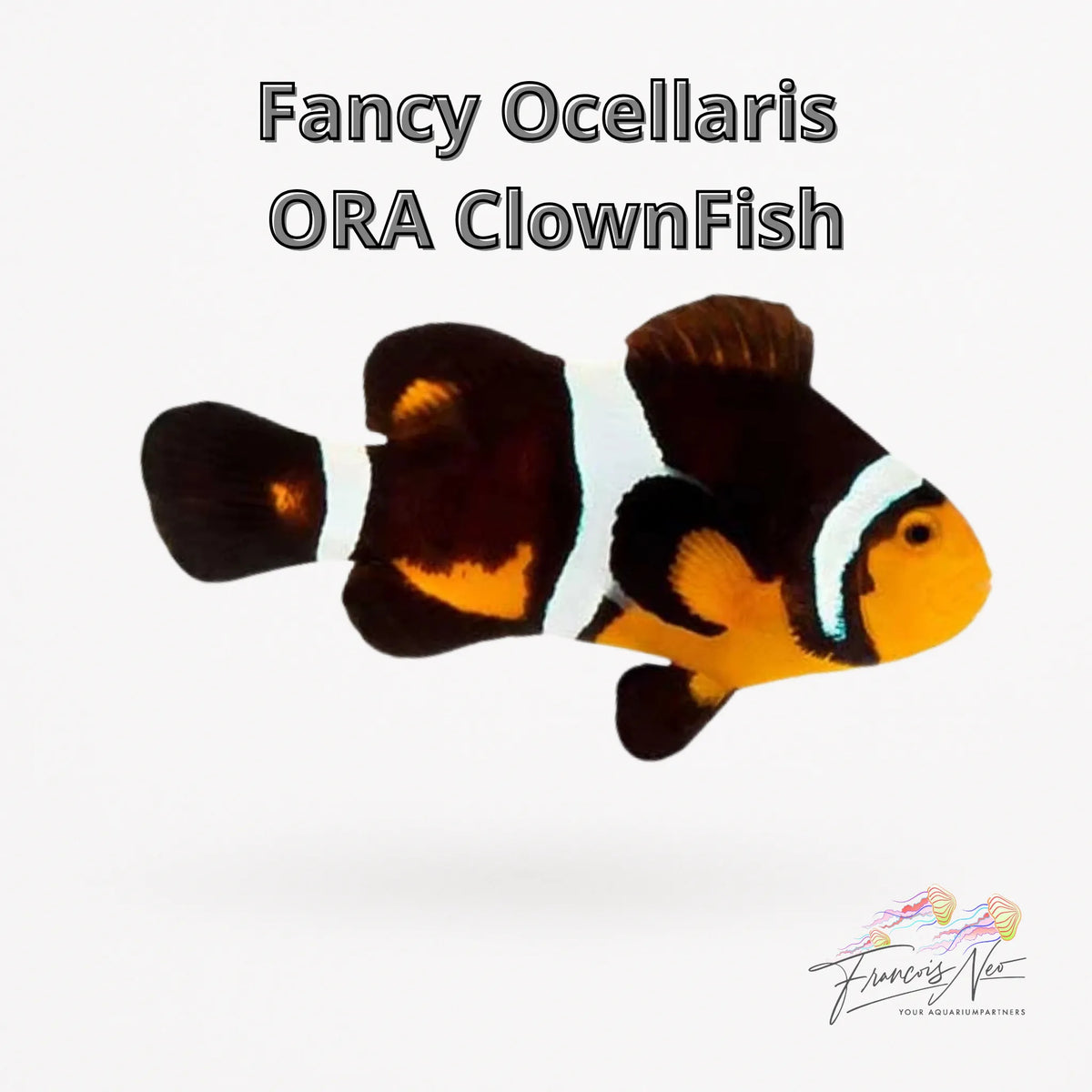 Captive-Bred Fancy Ocellaris