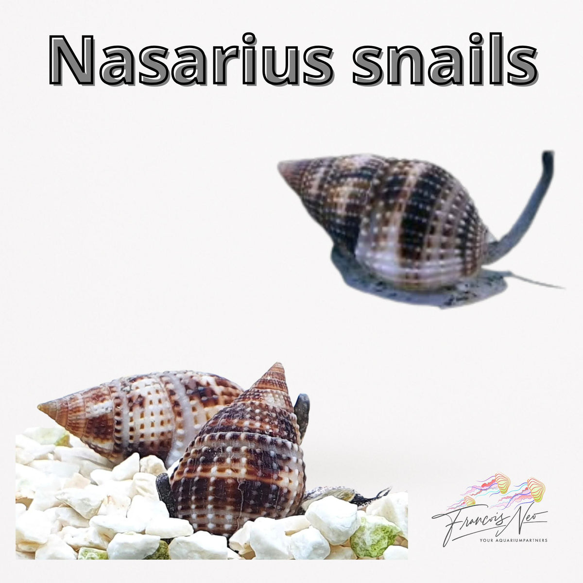 nassarius-snails | Francois Neo