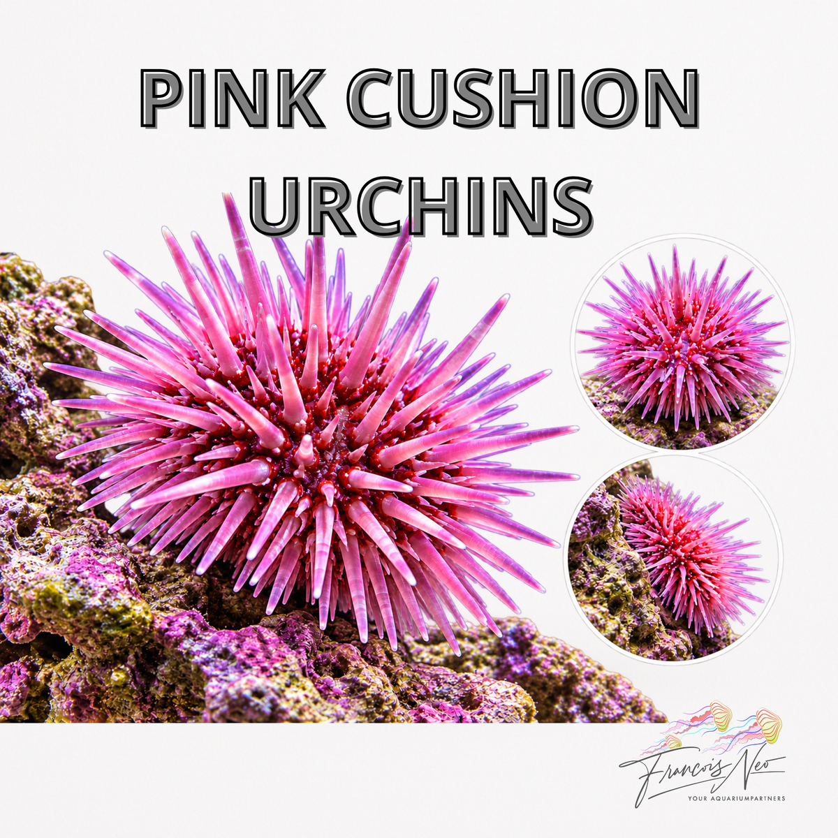 Pink Urchin – Reef Aquarium Algae Grazer