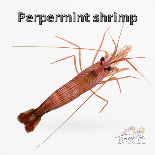 Peppermint Shrimp – Lysmata wurdemanni
