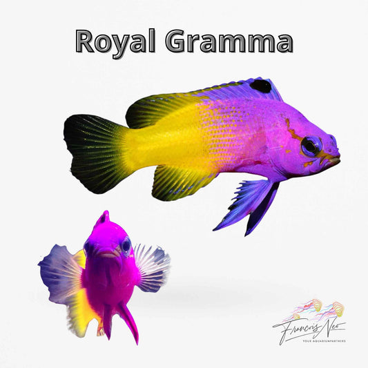 Royal Gramma – Gramma loreto