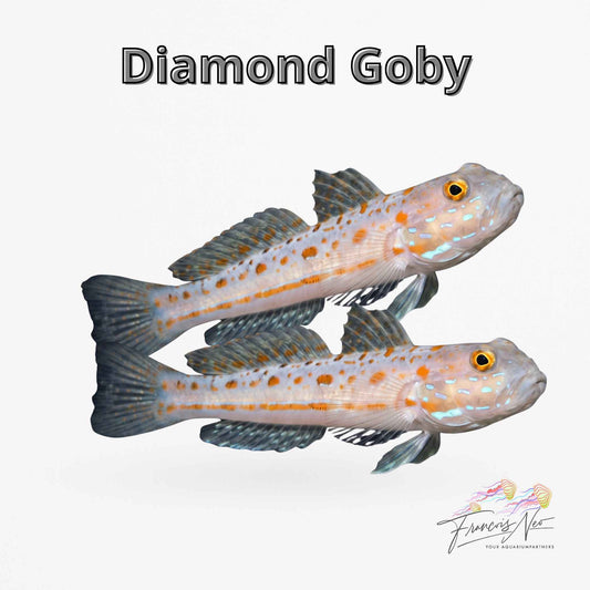 Diamond Goby – Valenciennea puellaris